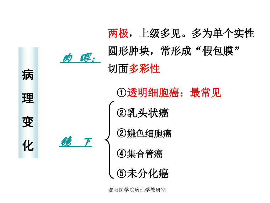 病理学专升本资料：泌尿系统肿瘤.ppt_第3页