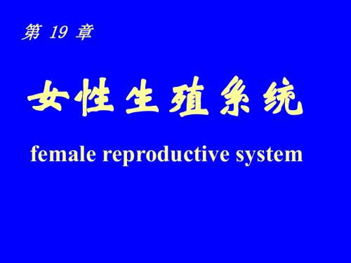 组织与胚胎学课件：17女性生殖系统.ppt