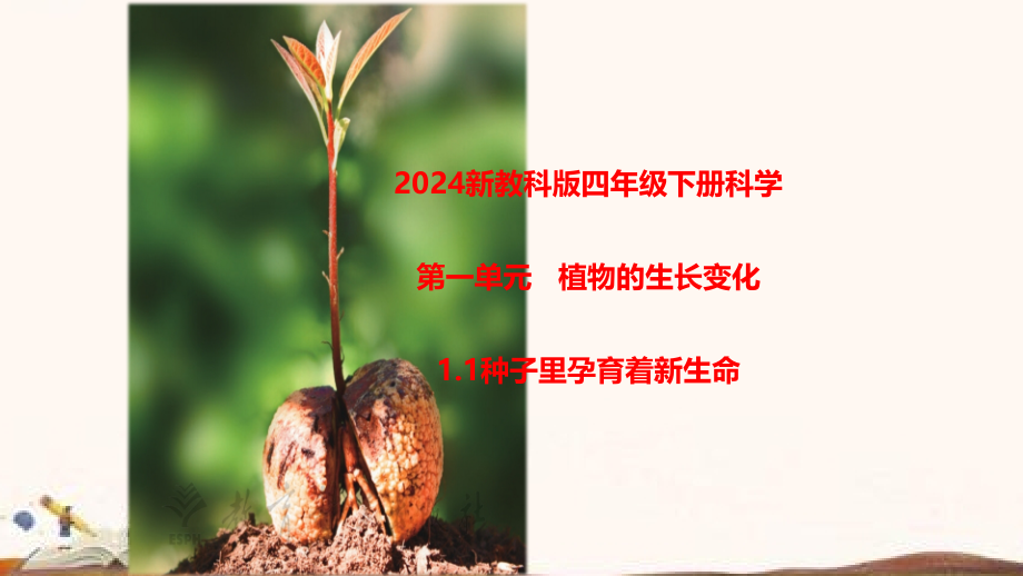 2024年新教科版四年级下册《科学》第一单元植物的生长变化1.1种子里孕育着新生命教学课件.pptx_第1页