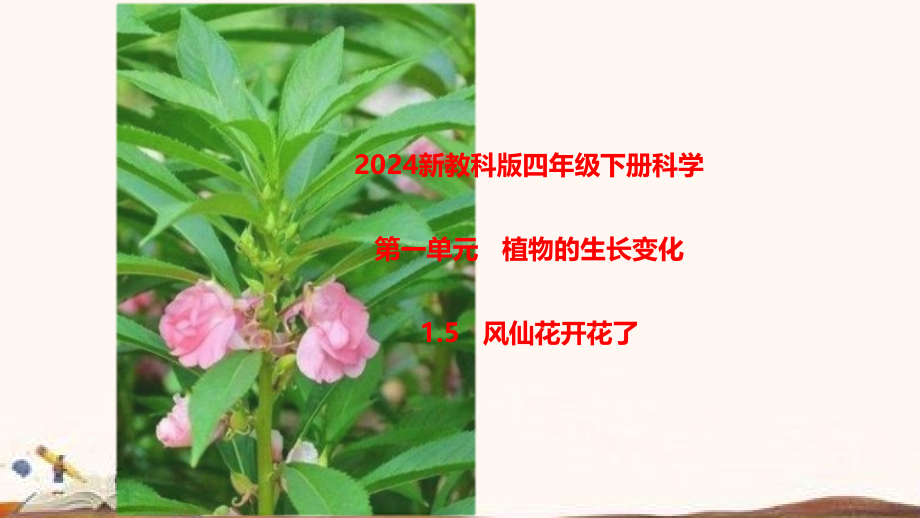 2024年新教科版四年级下册《科学》第一单元植物的生长变化1.5风仙花开花了教学课件.pptx_第1页