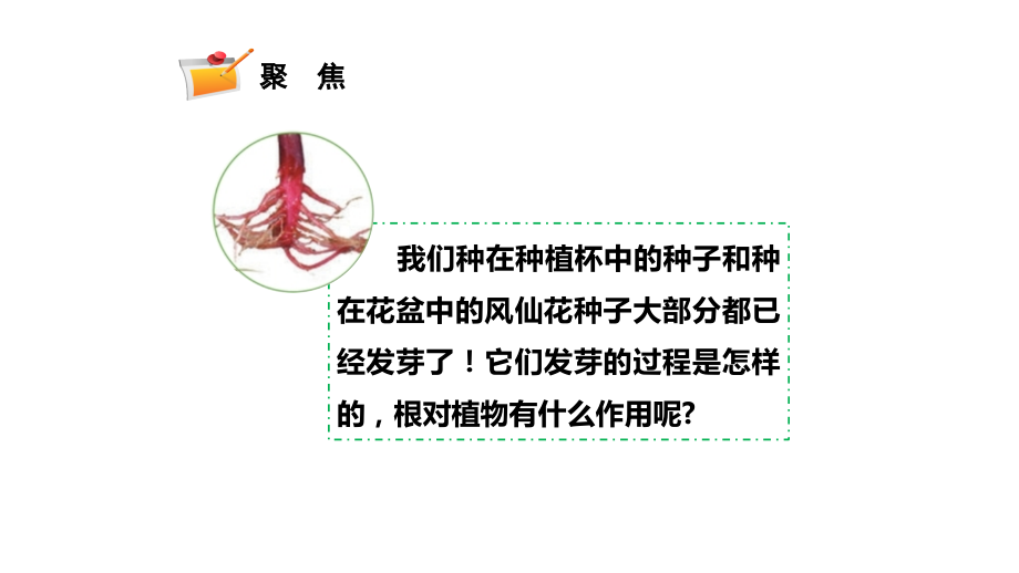 2024年新教科版四年级下册《科学》第一单元植物的生长变化1.3 种子长出了根教学课件.pptx_第2页