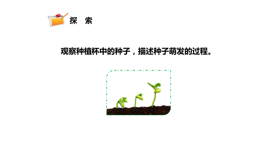 2024年新教科版四年级下册《科学》第一单元植物的生长变化1.3 种子长出了根教学课件.pptx_第3页