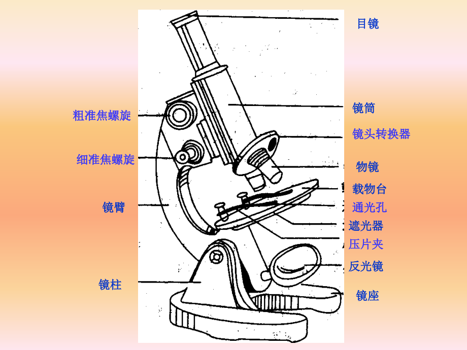 显微镜的结构和使用1课件.ppt_第3页