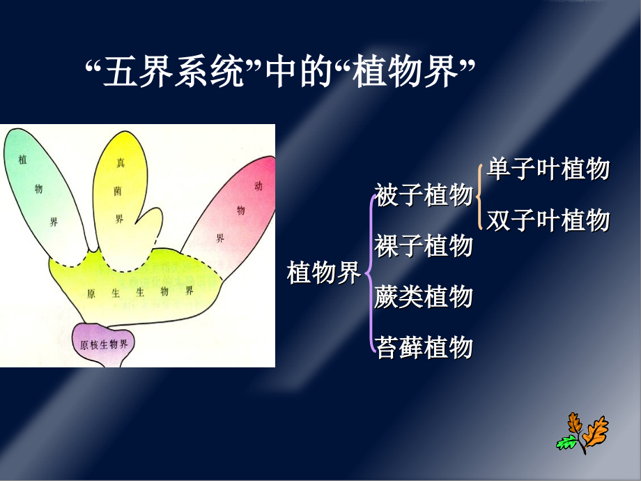 普通生物学第17章.植物的结构和生殖课件.ppt_第3页