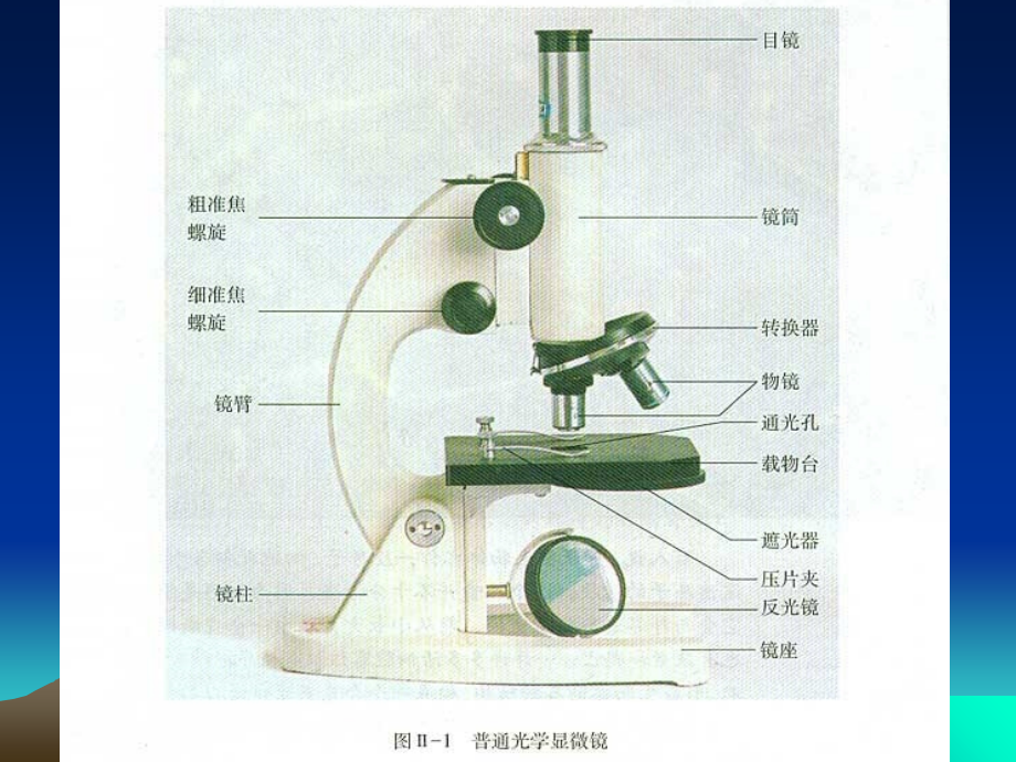 显微镜的构造和使用方法课件.ppt_第2页