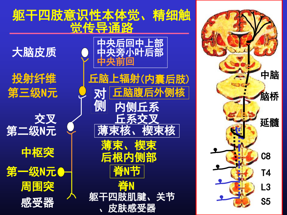 感觉传导通路课件.ppt_第2页