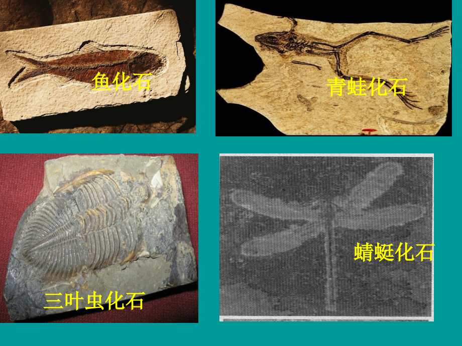 苏教版六年级下册科学化石告诉我们什么公开课一等奖市赛课获奖课件.pptx_第2页