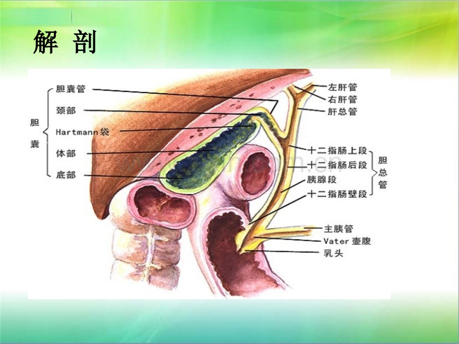 胆总管结石病人护理.pptx_第2页