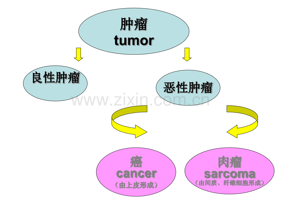 妇科肿瘤总论.pptx_第3页