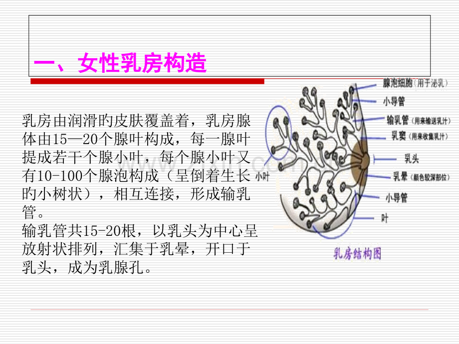 母乳喂养培训.pptx_第3页