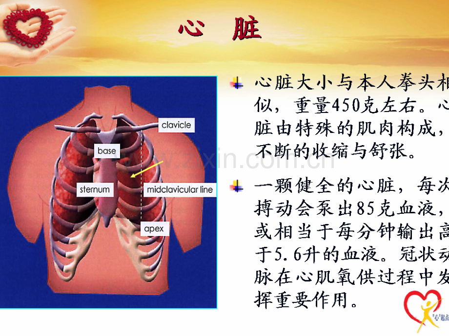 冠心病健康知识培训课件.ppt_第2页