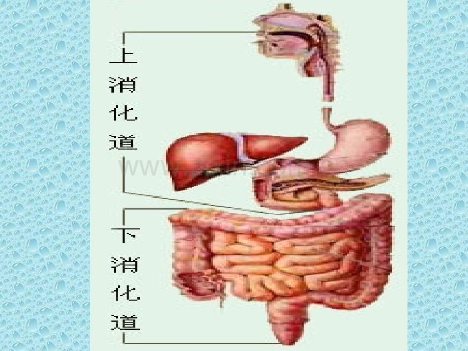 上消化道出血的急救和医疗护理讲义.ppt_第2页