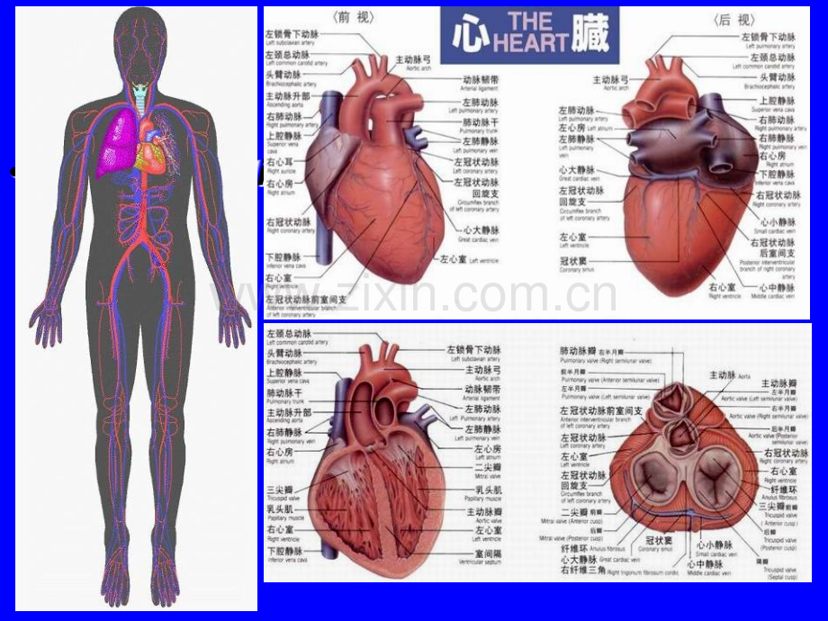 放射诊断——循环系统.ppt_第1页