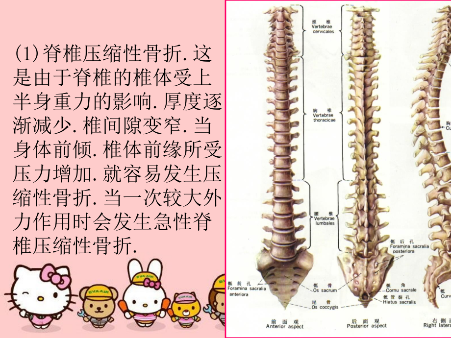 骨科护理健康知识讲座.ppt_第3页