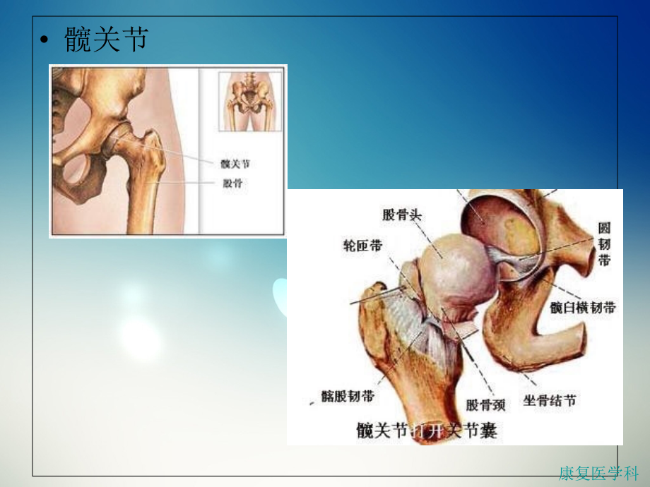 髋关节康复护理.ppt_第1页