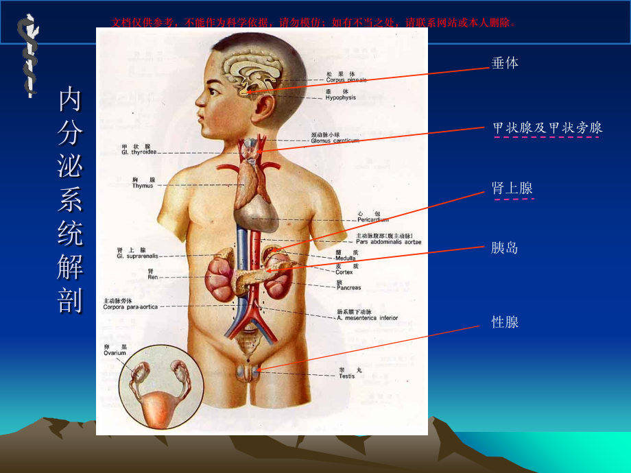 内分泌系统核医学培训课件.ppt_第2页