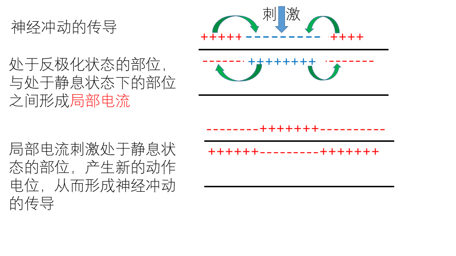 神经系统的结构与功能(3).ppt_第1页