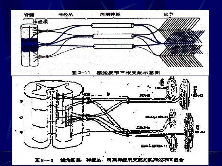 神经系统损害的定位诊断3.ppt_第1页