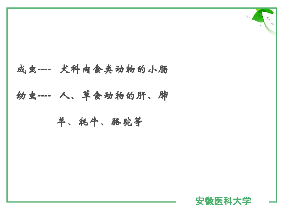 复旦医学院--人体寄生虫课件-包生绦虫--求无欲.ppt_第1页