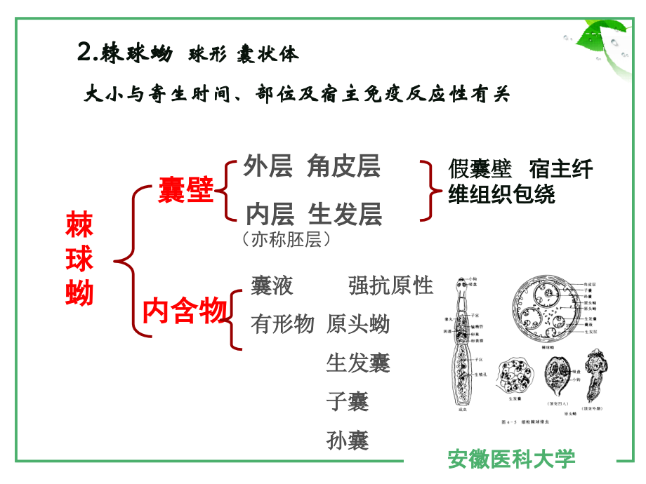 复旦医学院--人体寄生虫课件-包生绦虫--求无欲.ppt_第3页