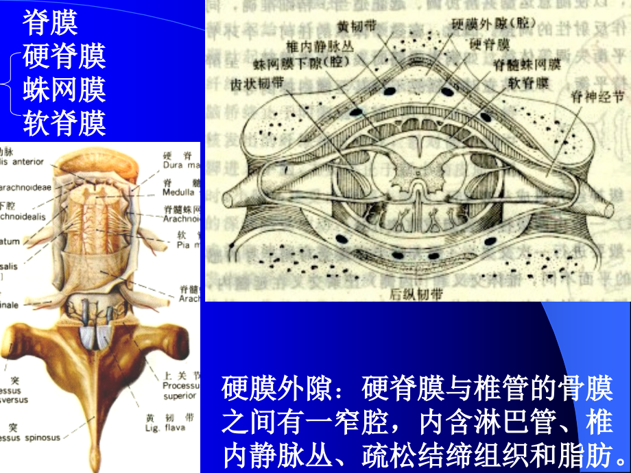 神经解剖-脑膜脑血管.ppt_第1页