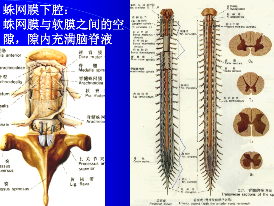 神经解剖-脑膜脑血管.ppt_第2页