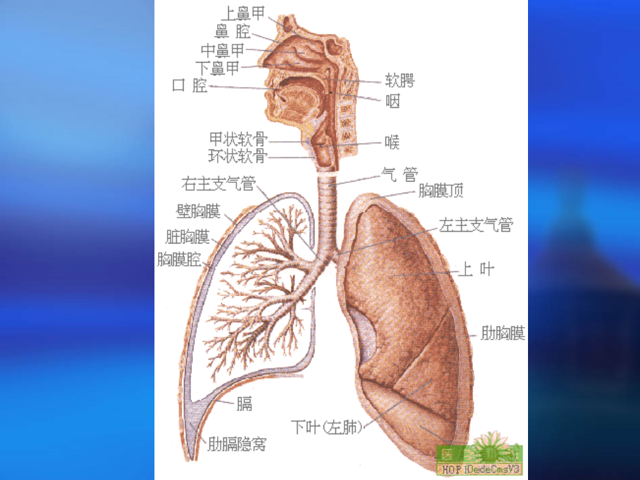 气道管理及胸部物理治疗.ppt_第1页