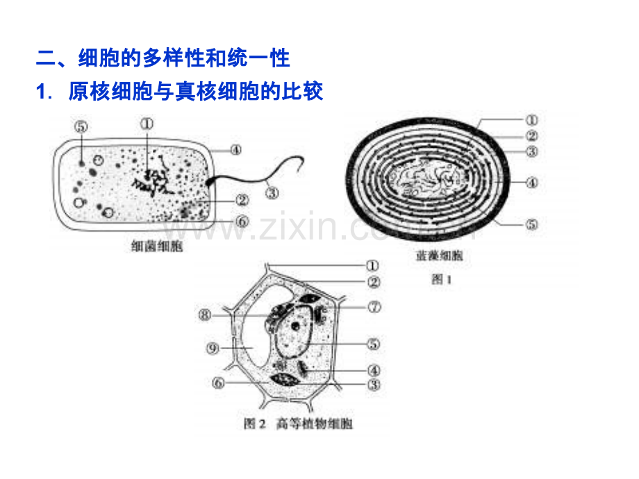 第1章-走近细胞--复习课件-人教版必修一.ppt_第3页