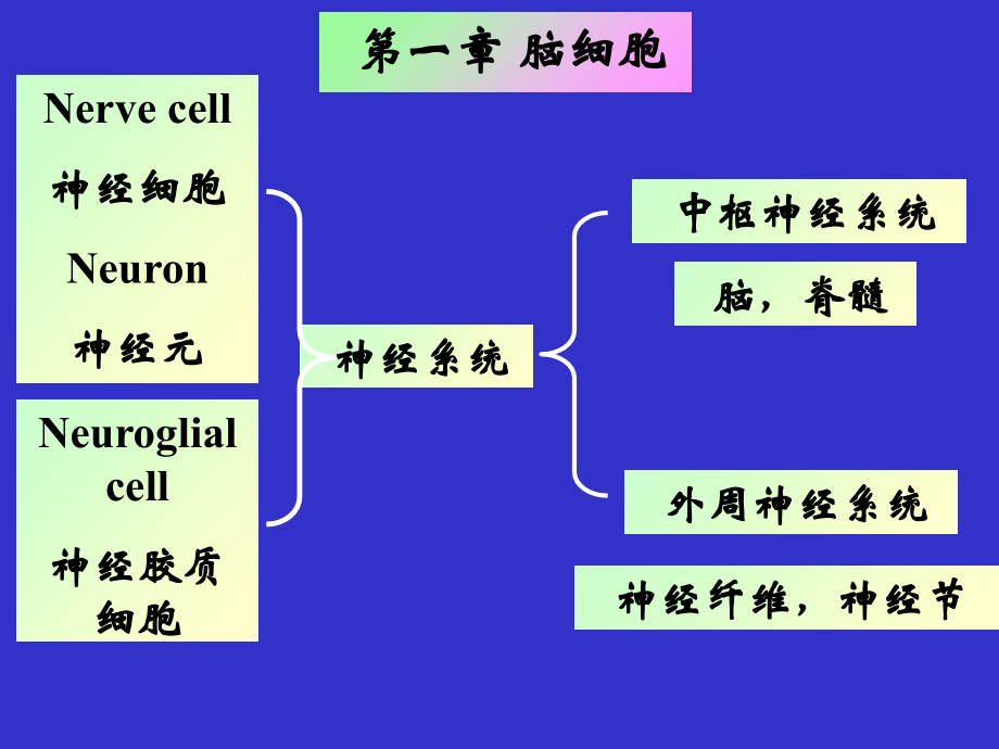 神经生物学-2脑细胞.ppt_第1页