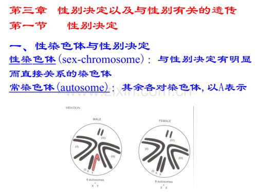 性别决定以及与性别有关的遗传.ppt