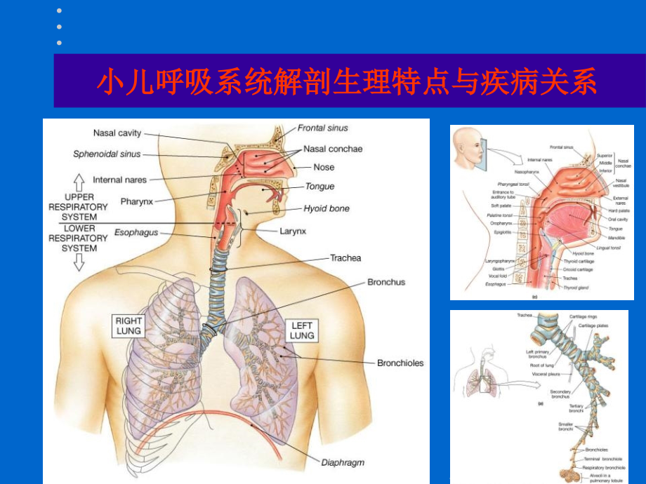 小儿咳嗽诊疗新观点(医学PPT课件).ppt_第2页