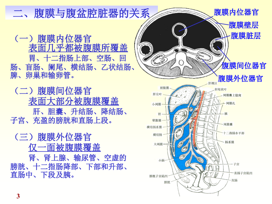 医学解剖学腹膜专业知识讲座专题.ppt_第3页