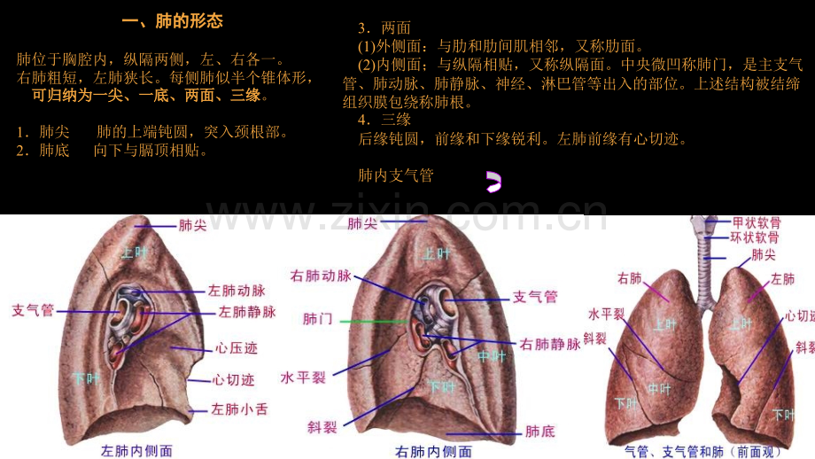 肺部正常CT解剖汇总PPT培训课件.pptx_第3页