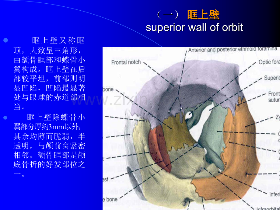 眼眶解剖PPT培训课件.ppt_第3页