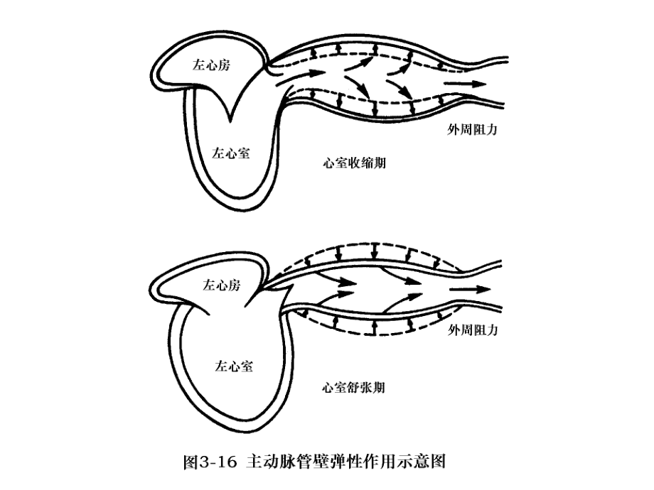 第三章-第二节-血管的生理.ppt_第3页