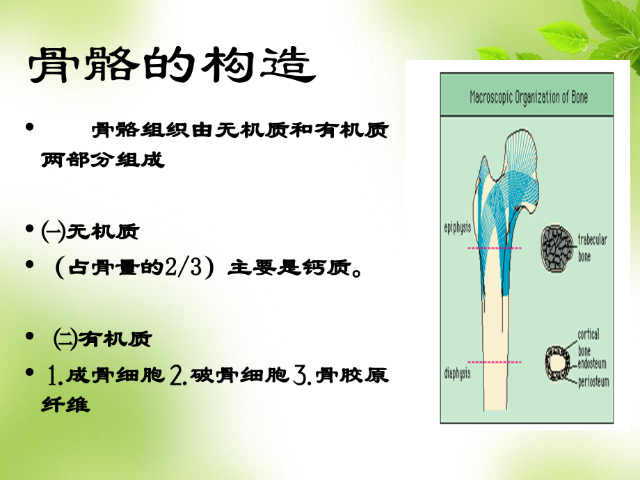 骨质疏松的科普.ppt_第3页