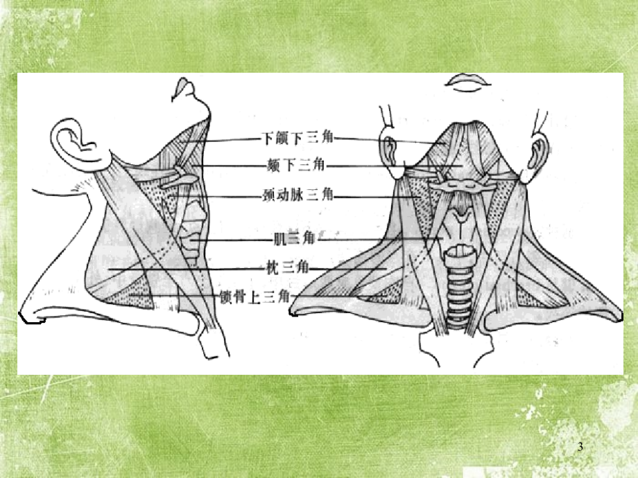 CT解剖颈部.ppt_第3页